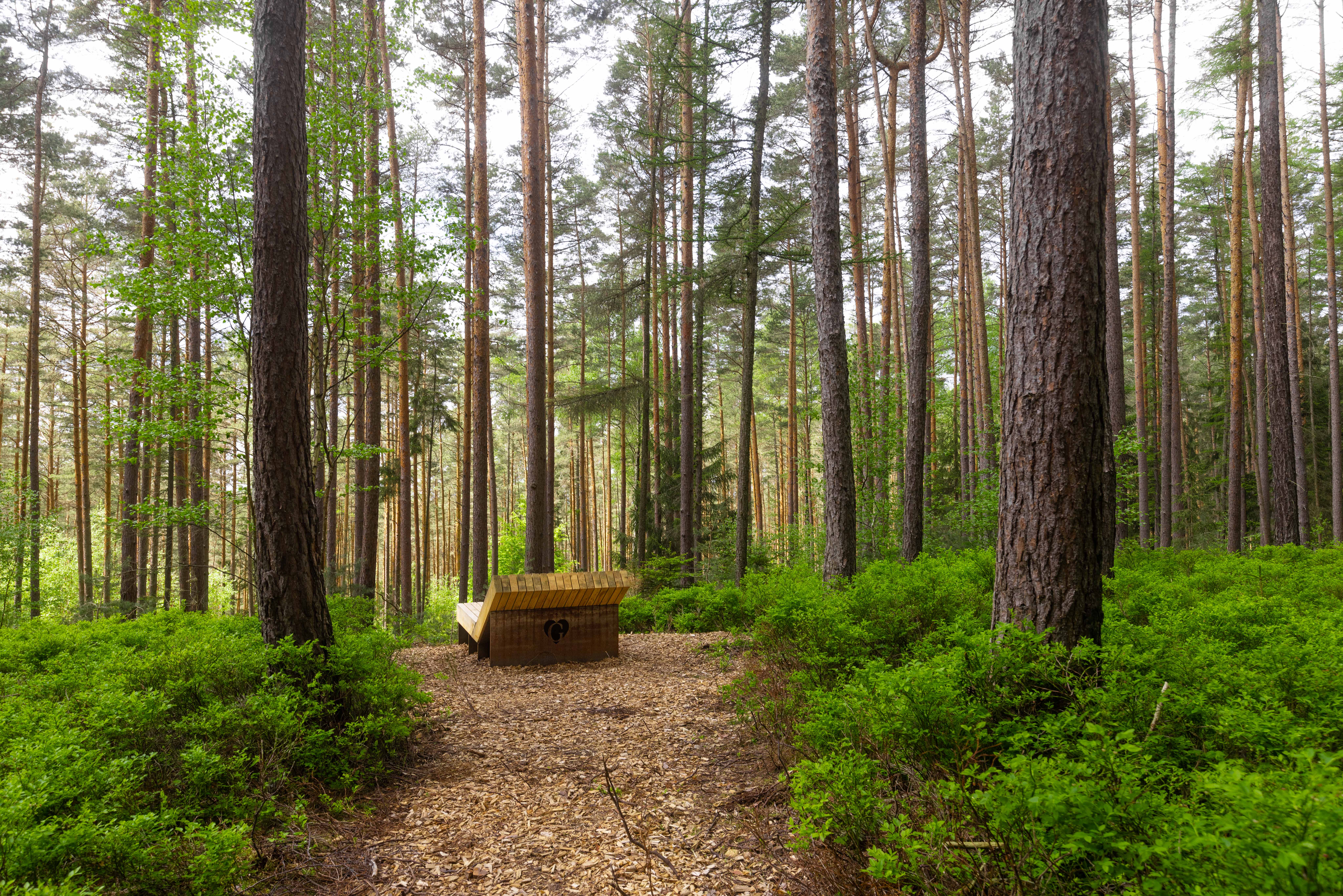 Holzbank als Liege mit Blick in den Wald.